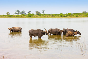 Obraz na płótnie Canvas water buffalo