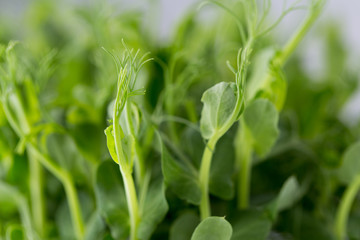 Fototapeta na wymiar Organic pea sprouts in white backround.
