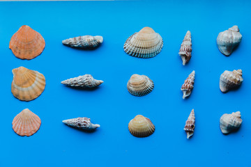 Flat lay set seahells on blue floor