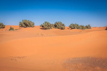 Fototapeta na wymiar Palm trees and sand dunes in the Sahara Desert, Merzouga, Morocc