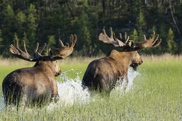 Naklejka na ściany i meble Two moose running around the water. Reserve Eselyah. Yakutia. Russia.