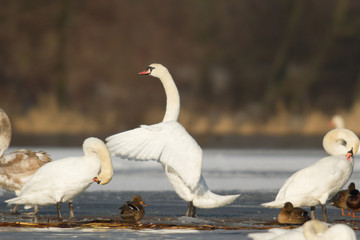 swan