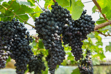 Black grape in the organic vineyard in Thailand