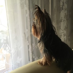 Yorkshire Terrier hält Ausschau aus dem Fenster