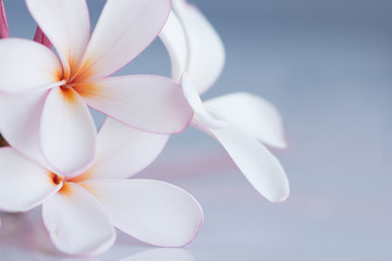 Bunch of pink and white frangipani flowers with space for copy
