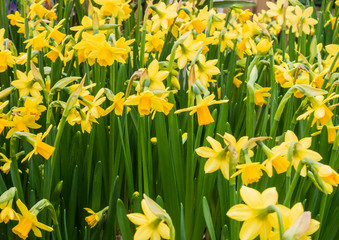 Golden Daffodils