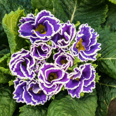 Obraz premium Frilly Flower