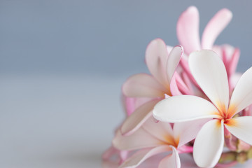 Bunch of pink and white frangipani flowers with space for copy