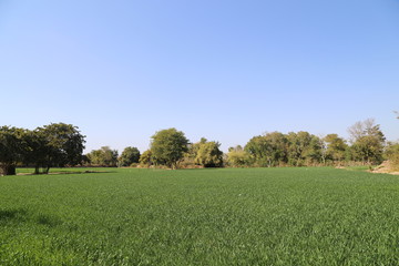 Wheat field and countryside scenery