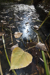 Hojas caídas en agua