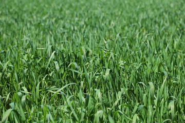 Wheat field or wheat farming