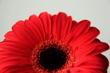 Red gerbera flower