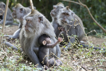 Familia de monos en la jungla. Baili, Indonesia