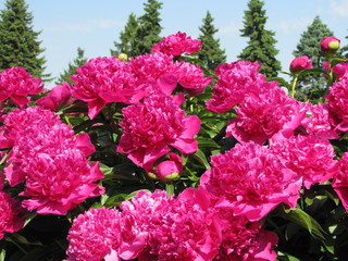 Beautiful blooming peony flowers in summer 