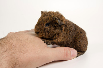 Guinea pig breed Us teddy