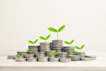 Fototapeta na wymiar Growing plant on row of coin money for money concept 