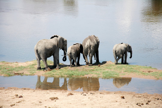 A family of elephants to the river - Tanzania - Africa 86