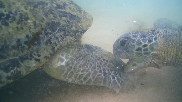 territorial dispute Green Turtle (Chelonia mydas) (close-up), Indian Ocean, Hikkaduwa, Sri Lanka, South Asia
