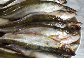 Freshly caught fish smelt northern (Osmerus eperlanus) in a dish