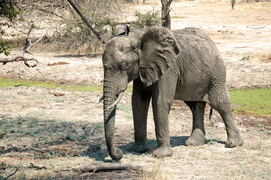 An elephant in the savannah - Tanzania - Africa