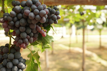 bunches of red grapes in the vineyard
