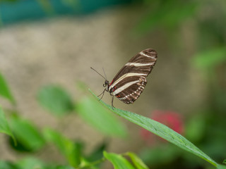 Butterfly in the Garden