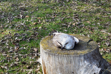 Dead seagull on left on a log