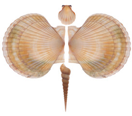 Fototapeta premium Butterfly made of seashells isolated on the white background
