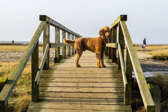Hund auf Holzbr&uuml;cke an der Nordsee