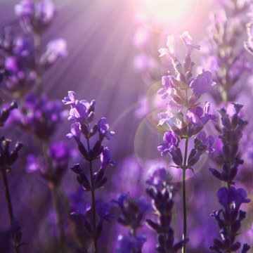 field lavender flowers © lms_lms
