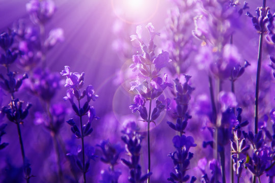 Fototapeta field lavender flowers