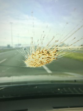 bug splash on windshield