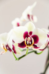 Fototapeta na wymiar White Orchid with Purple Cente on White Background, Close-up