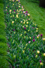 Tulip lane
