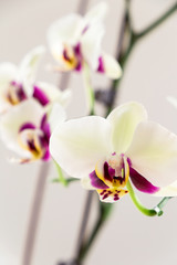 White Orchid on White Background, Close-up