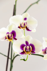 Beautiful White Orchid on White Background, Close-up