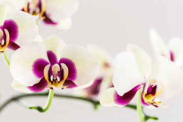 Beautiful White Orchid Flowers on White Background, Close-up