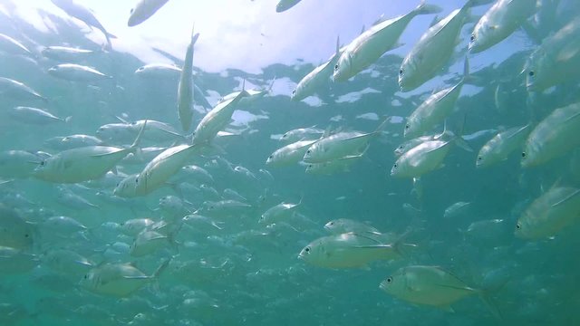 A large school of fish Bigeye trevally (Caranx sexfasciatus) swimming under the surface of the water (bottom view), Indian Ocean, Hikkaduwa, Sri Lanka, South Asia
