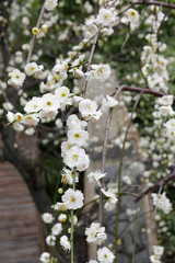 梅の花