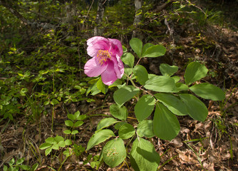 Wild peony blooming in the woods in the spring