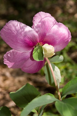 Wild peony blooming in the woods in the spring