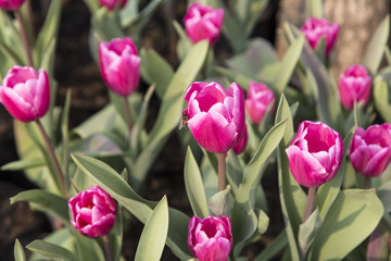 tulips in a park,chengdu,china