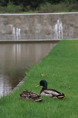 mallard duck on the canal in Sapporo – Hokkaido.jp