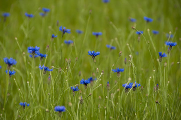 Wild wildflowers cornflowers blue sky in bright green grass. Summer day in the field. The natural wildlife.
