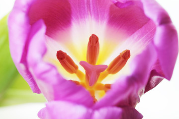 Beautiful close up macro photo of tulip