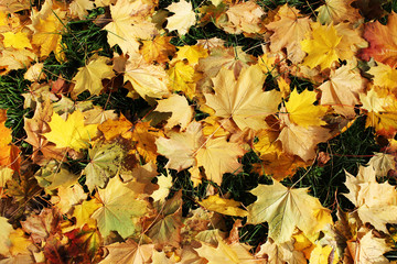 Yellow autumn leaves background
