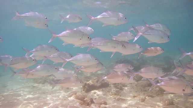 A large school of fish Bigeye trevally (Caranx sexfasciatus), Indian Ocean, Hikkaduwa, Sri Lanka, South Asia
