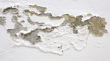 mold on the wall