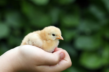 little yellow chicken in children hand