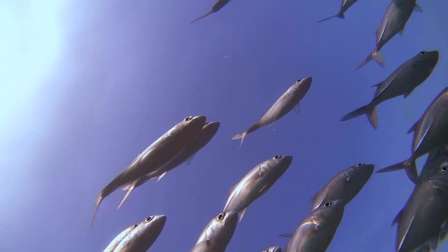 A large school of fish Bigeye trevally (Caranx sexfasciatus) Bottom View, Indian Ocean, Hikkaduwa, Sri Lanka, South Asia
